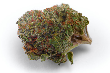 Close up of WiFi strain prescription medical marijuana flower bud