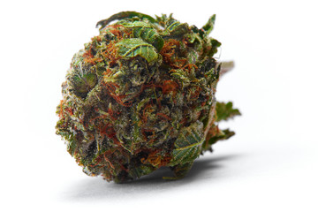 Close up of WiFi strain prescription medical marijuana flower bud