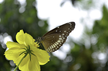Beautiful butterfly on a yellow flower with green bokeh background
