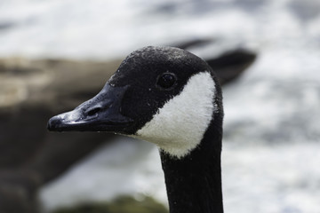 Oie Sauvage gros plan