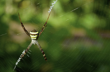Beautiful spider on web with a blurred green background