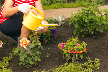 Fototapeta premium single woman watering garden sitting