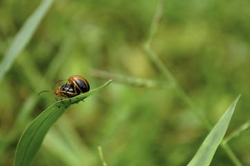 Mating Bugs on a leaf with soft green background.