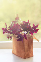 Houseplant Oxalis from the family Kislichnye (Oxidaceae) with dark-claret leaves on a window sill