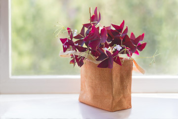Houseplant Oxalis from the family Kislichnye (Oxidaceae) with dark-claret leaves on a window sill