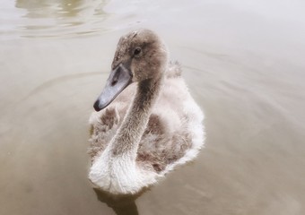 Babyschwan