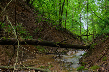 A forest creek in a ravine in a summer day