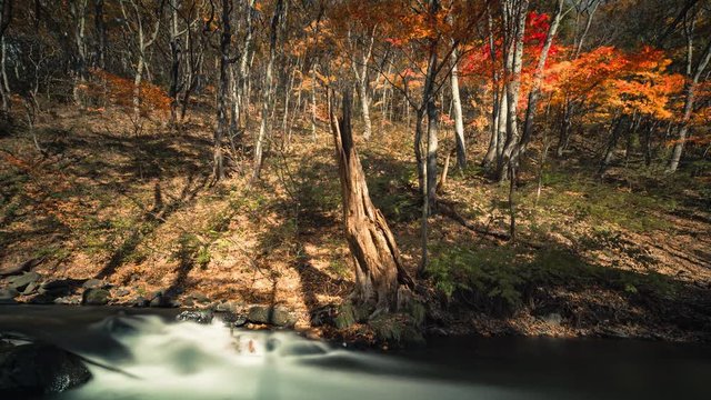 紅葉の渓流 ４Ｋ タイムラプス １４