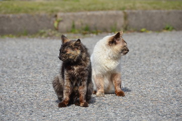 反対を向く猫
