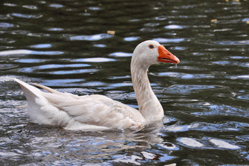 goose swimming