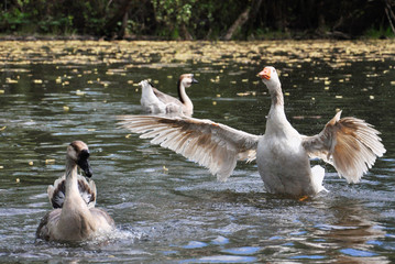 Fototapeta premium goose swimming