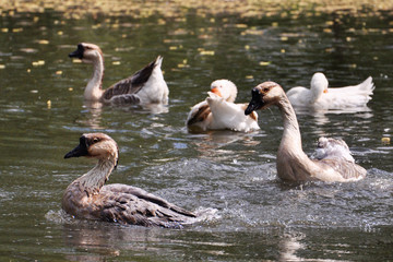 goose swimming