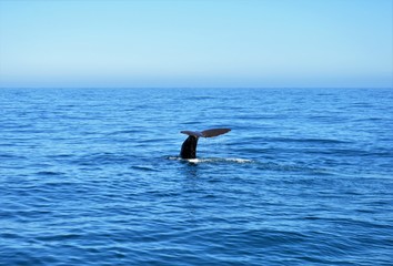 Sperm whale diving: New Zealand