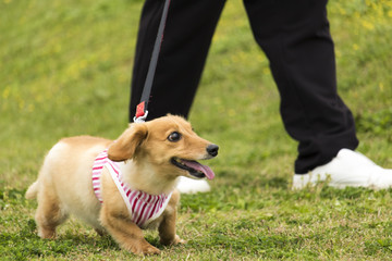 草原を犬と散歩