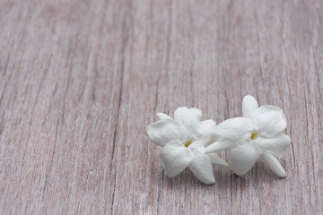 Two jasmine flowers placed on a wooden floor.