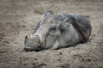 Naklejka na ściany i meble A wart hog lying on the ground asleep
