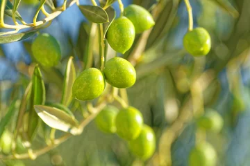Foto op Plexiglas Olijfboom Olijven op een tak van olijfboom - close-up buitenshuis shot