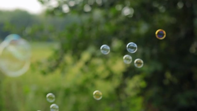 soap bubbles are flying off the trees in the forest in summer