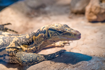 Close-up of a Yellow-headed water monitor (Varanus cumingi).