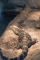 Close-up of a Yellow-headed water monitor (Varanus cumingi).