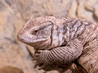 A Close-up of a Savannah Monitor Lizard ** Note: Shallow depth of field