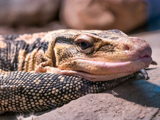 Close-up of a Yellow-headed water monitor (Varanus cumingi).