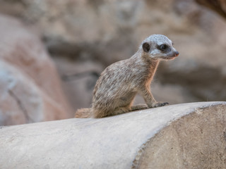 Naklejka na ściany i meble Small suricate on a rock watching around