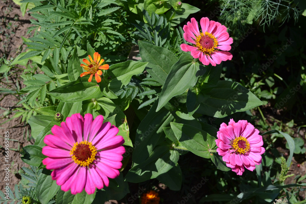 Wall mural Pink flowers in the garden - countryside