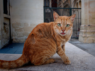 surprised cat on floor in Sliema