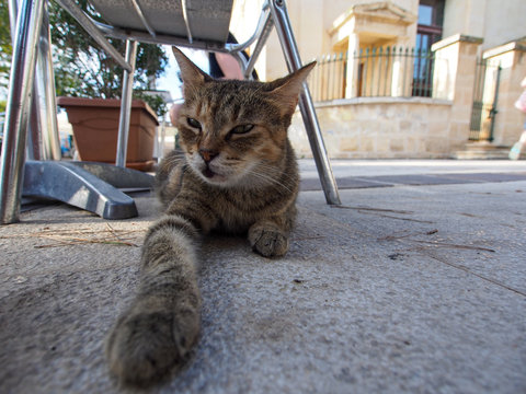 cat on floor in Sliema