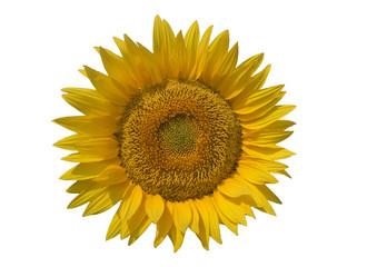 Beautiful sunflower isolated on the white background
