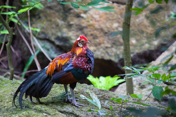 jungle fowl