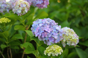 Fototapeta premium 青い色の紫陽花