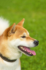 Welsh Corgi close-up