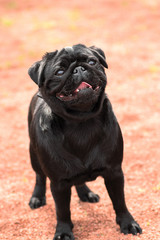 Pug dog Close-up