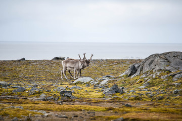 Renifery © blackspeed