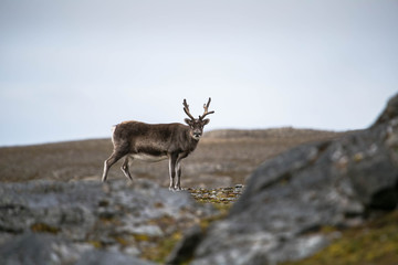 Renifer © blackspeed