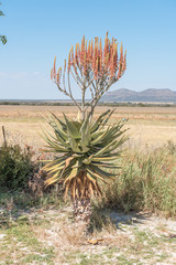 Windhoek or Mountain Aloe, Aloe littoralis, at Hoba