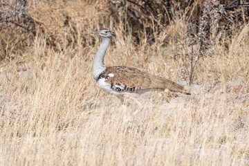 Kori Bustard, Ardeotis kori, in Northern Namibia