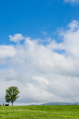 北海道　夏の草原