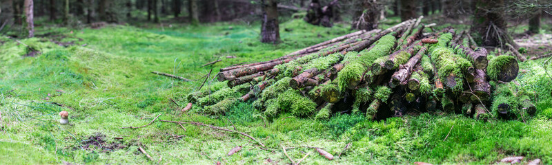 Panorama in the forest with a pile of timber and a mushroom.