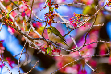 The Japanese White-eye and cherry blossoms. Located in Tokyo Prefecture Japan.