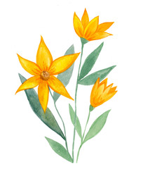 акварельные цветы желтые лилии