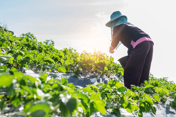 Gardeners are picking strawberries in a field.