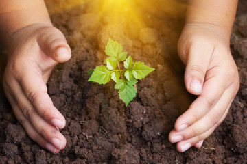 Children's hands protecting seedling plants.