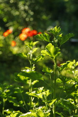 Poppies. Red Poppies flowers. Poppies in garden. Poppies spring and summer flower.