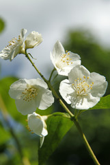 Beautiful white jasmin flowers in bloom close up
