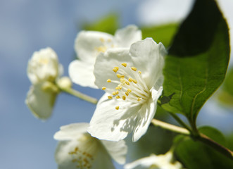Obraz premium Beautiful white jasmin flowers in bloom close up
