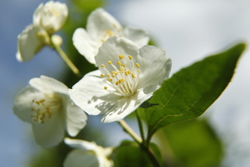 Fototapeta na wymiar Beautiful white jasmin flowers in bloom close up