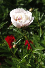 White and red peony flowers in the garden close up
